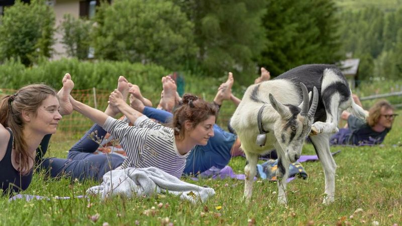 Ziegenyoga