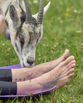 Ziegenyoga