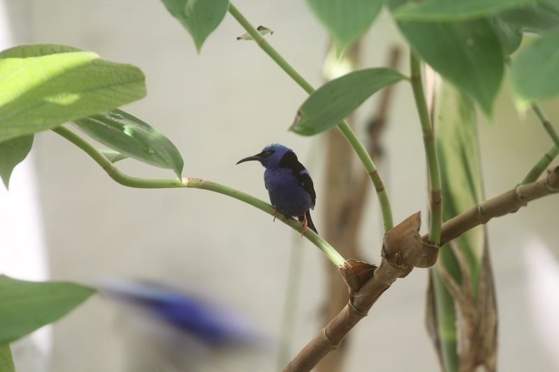 Neues Vogelhaus im Basler Zoo