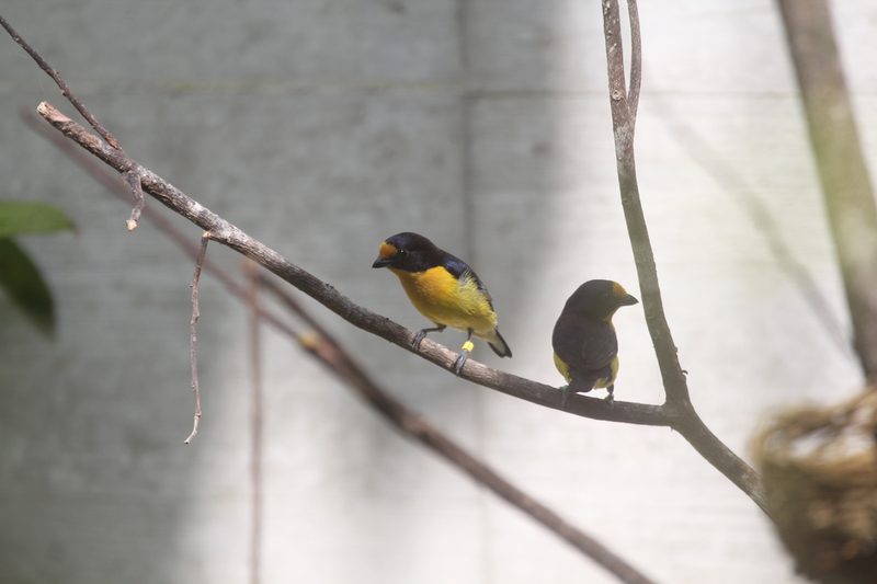 Neues Vogelhaus im Basler Zoo