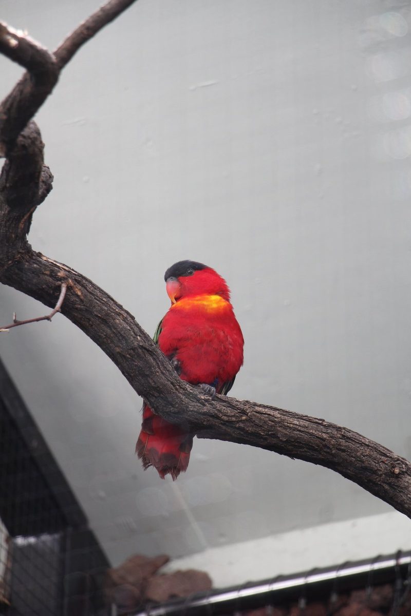Neues Vogelhaus im Basler Zoo