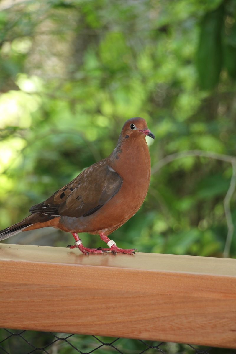 Neues Vogelhaus im Basler Zoo