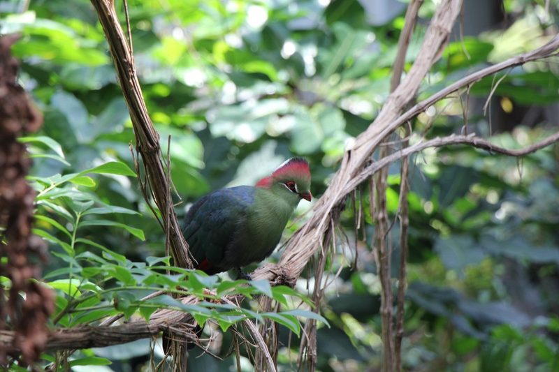 Neues Vogelhaus im Basler Zoo