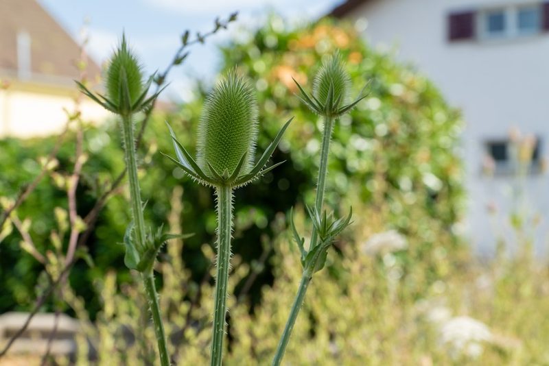 Matthias und Camila Wild: Granny’s garden gone wild