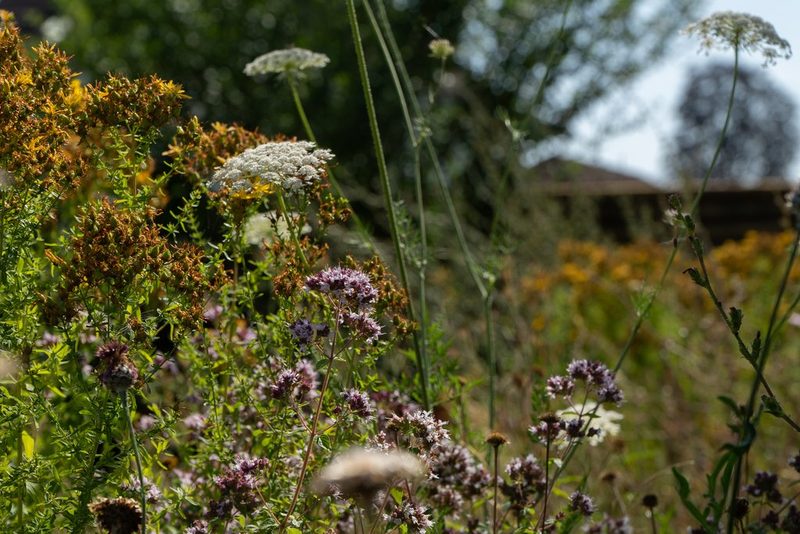Matthias und Camila Wild: Granny’s garden gone wild