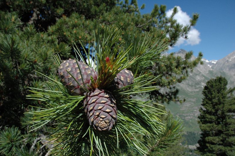 Die Arve: Ein Baum gegen Zankäpfel