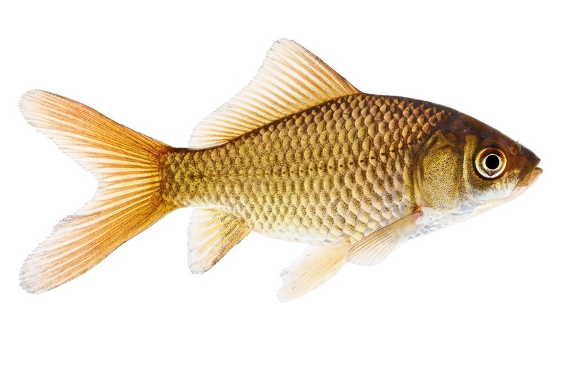 Es ist nicht alles Goldfisch, was glänzt