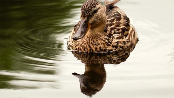 Ente auf dem See zum Thema Vogelgrippe