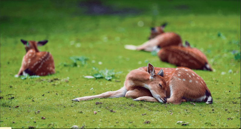 So schlafen und ruhen Wildtiere im Wald