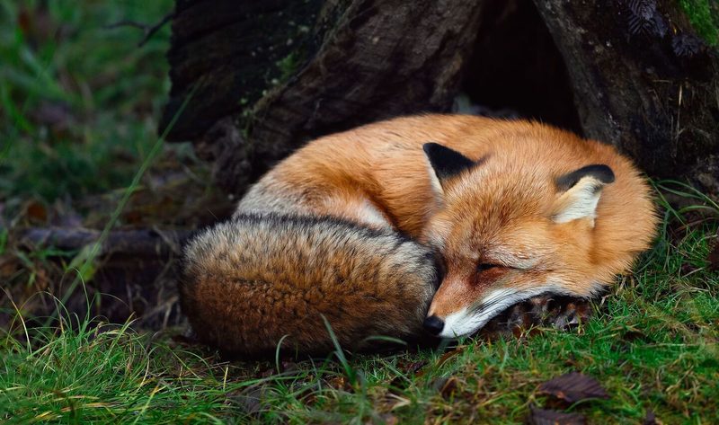 Schlafendes Fuchs