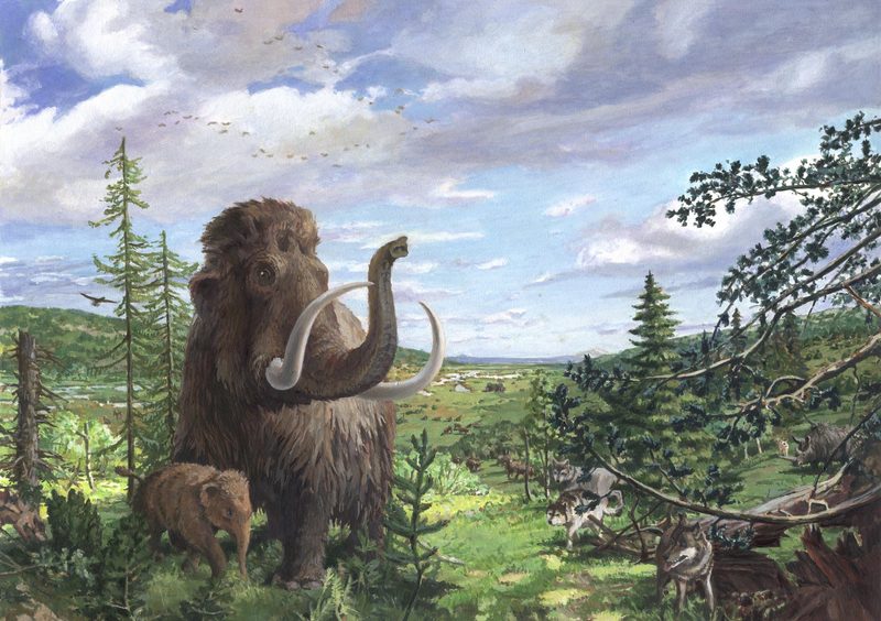Das Mammut soll wiederbelebt werden