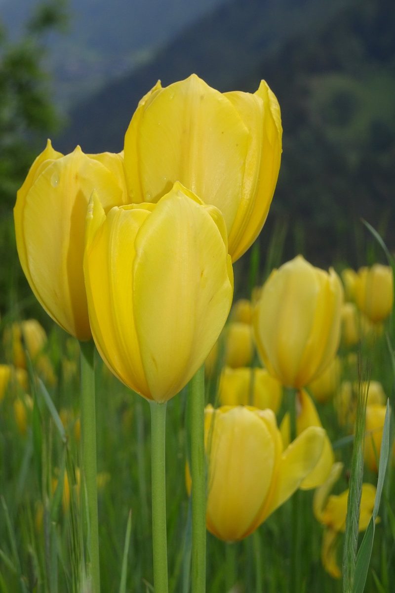 Auf dem Tulpenweg in Grengiols