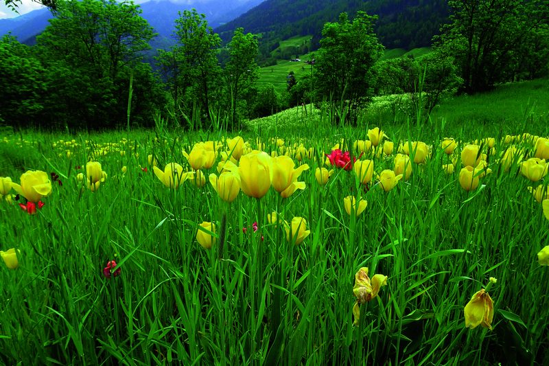 Vereinzelt blühen auch rote Tulpen im Roggenfeld.