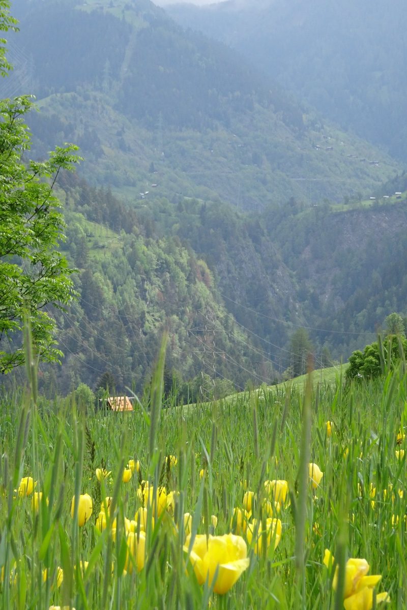 Auf dem Tulpenweg in Grengiols