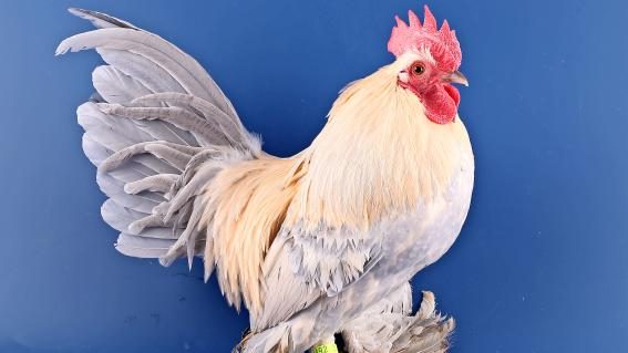 Federfüssiges Zwerghuhn Mille Fleur