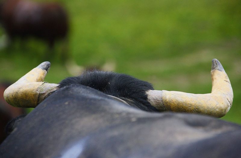 Meist stehen nicht die Kampfszenen als solches im Fokus, sondern Nahaufnahmen vom Kopfbereich. So will die Fotografin die Betrachter in die Gedankenwelt der empfindsamen Tiere entführen.