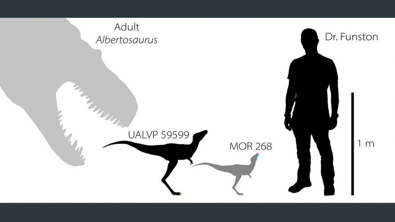 Dinosaurier im Grössenvergleich