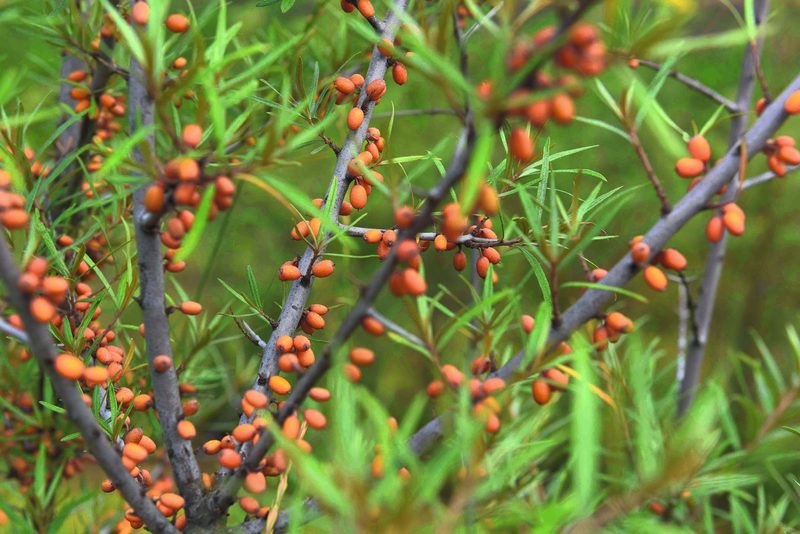Wilde Beeren für jeden Geschmack