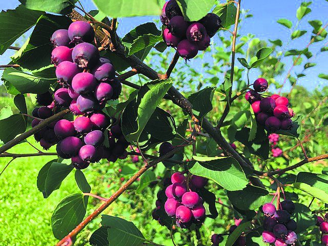Wilde Beeren für jeden Geschmack