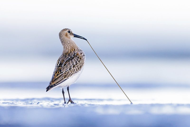 18-Jähriger gewinnt Fotowettbewerb der Vogelwarte Sempach