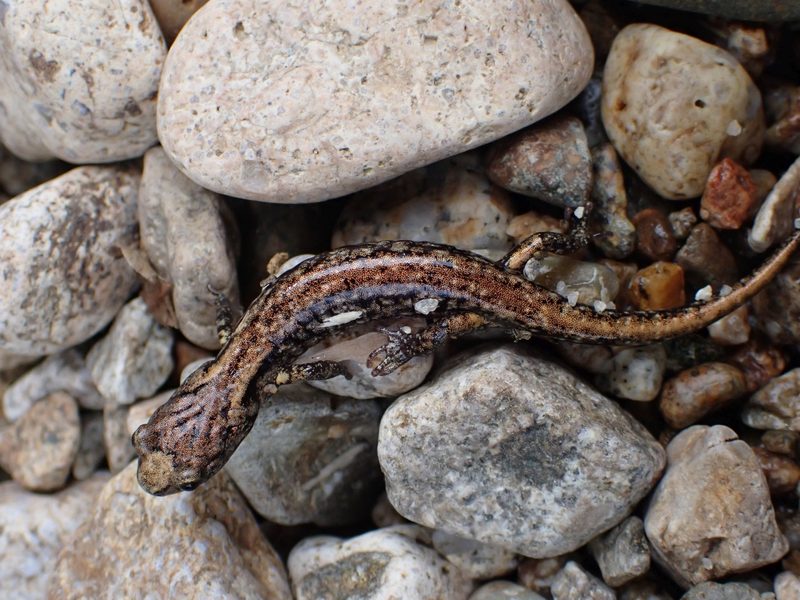 Dieser Salamander gleitet wie ein Fallschirmpilot