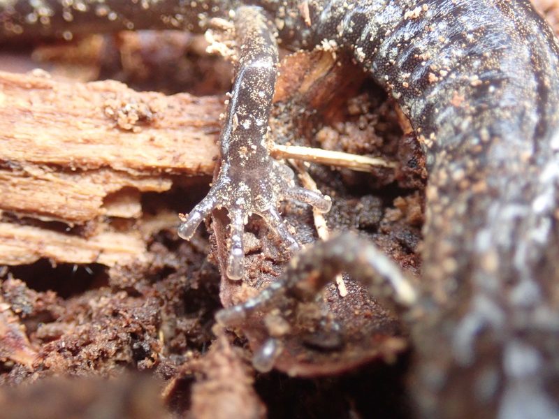 Dieser Salamander gleitet wie ein Fallschirmpilot