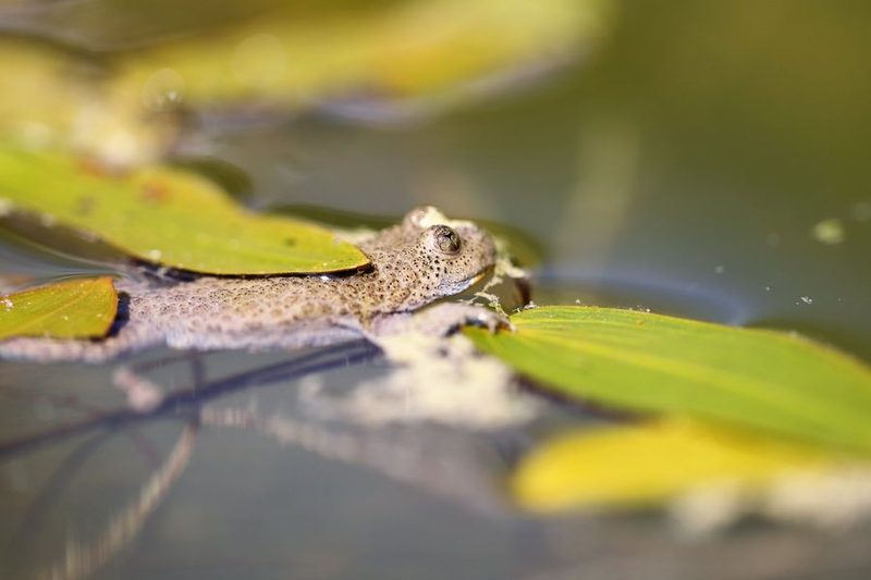 Gefährdete Gelbbauchunken breiten sich im Aargau aus