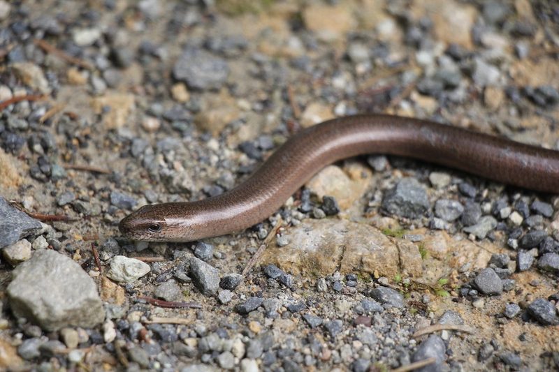 Gefährdete Gelbbauchunken breiten sich im Aargau aus