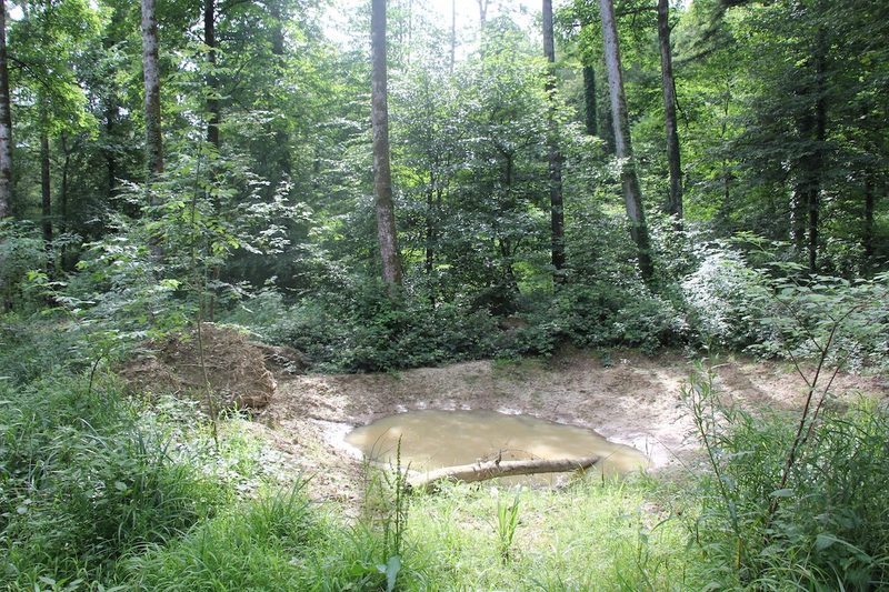 Gefährdete Gelbbauchunken breiten sich im Aargau aus