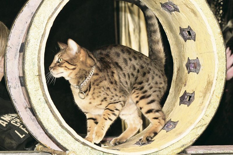 Savannah-Katze mit Wonne beider Arbeit im Rad.