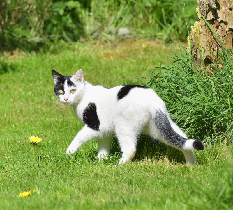 Katzen vom Beet fernhalten