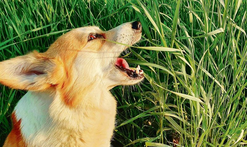 Bei Hunden kann das Grasfressen auch bedeuten, dass es ihnen übel ist und sie den Magen reinigen.
