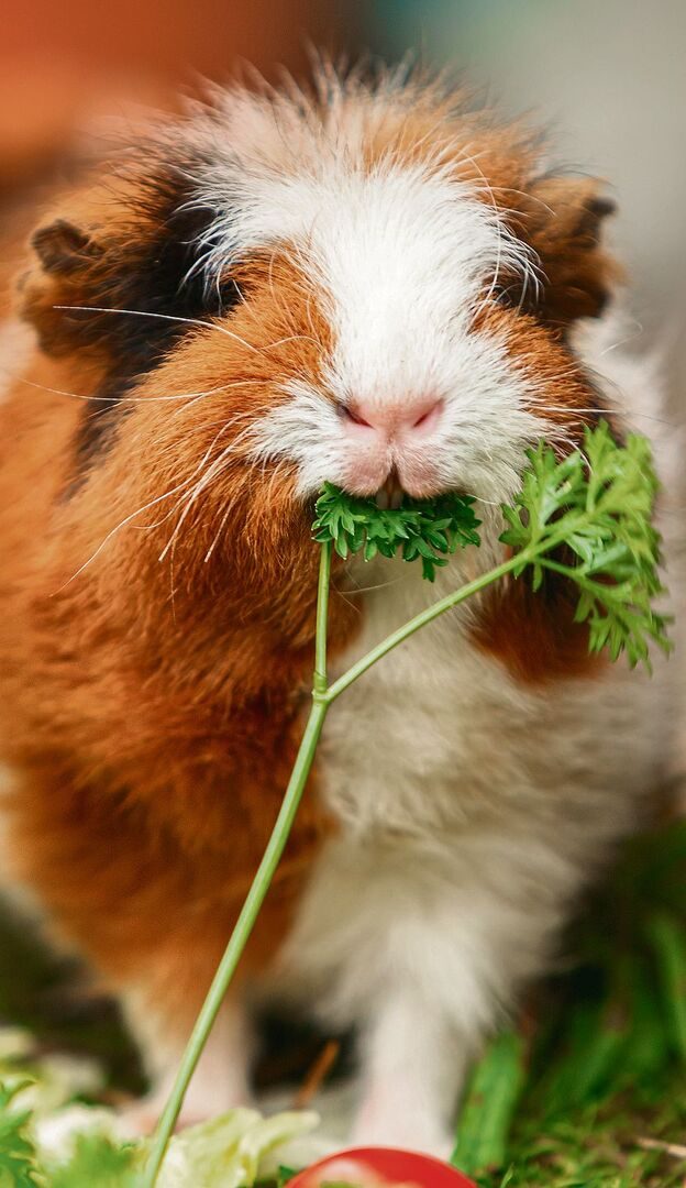 Frische Kräuter sind für Meerschweinchen begehrte und gesunde Vitaminspender.