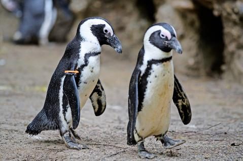 12-Pinguine_13.JPG