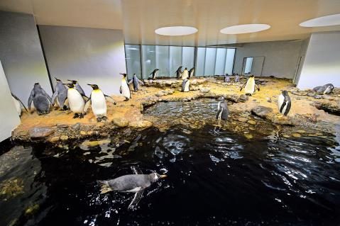 05-Pinguine_8.JPG