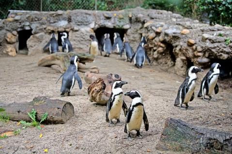 13-Pinguine_15.JPG