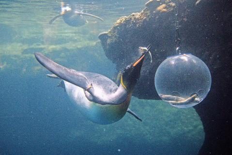 01-Pinguine_21.JPG