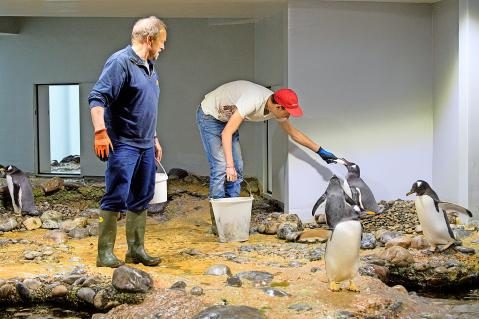 04-Pinguine_16.JPG