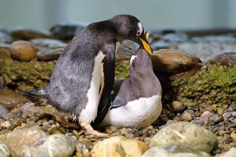 14-Pinguine_7.JPG
