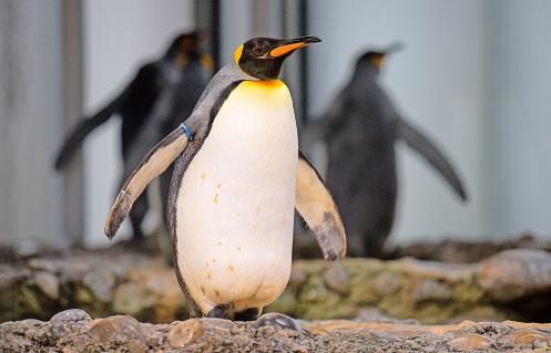 08-Pinguine_11.JPG