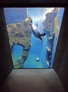 11-Pinguine_10.JPG