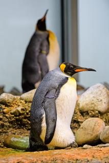 15-Pinguine_23.JPG