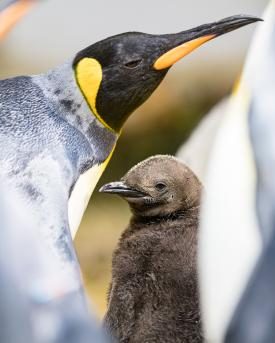 Königspinguin-Küken mit Mutter im Zoo Basel