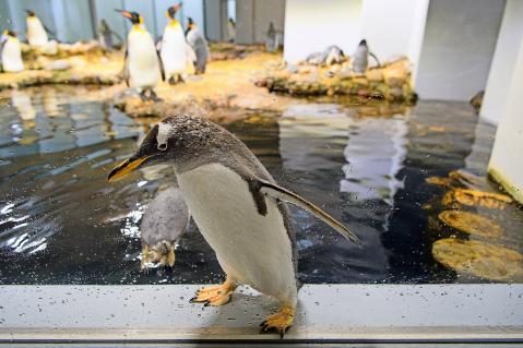 07-Pinguine_3.JPG