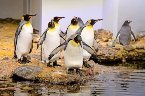 06-Pinguine_1.JPG