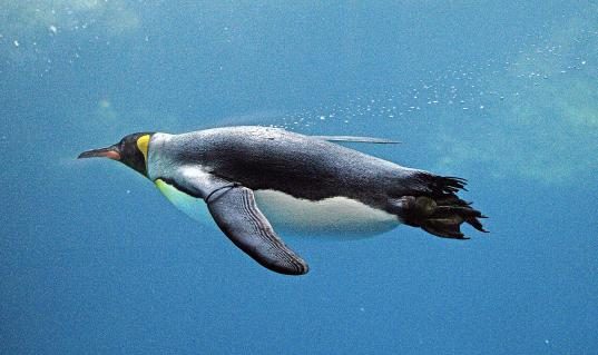 09-Pinguine_12.JPG