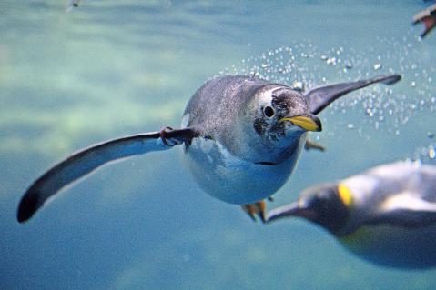10-Pinguine_5.JPG