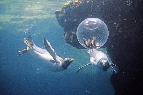02-Pinguine_20.JPG