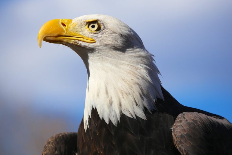 Die Nationaltiere der Länder