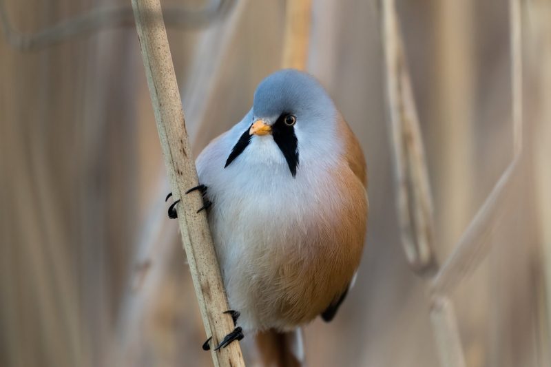 Mit dem Handy einfach seltene Vögel melden
